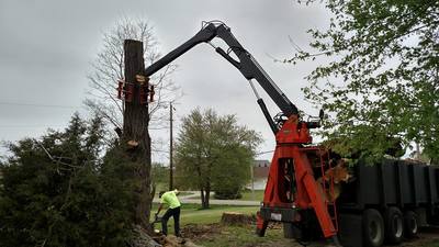 large tree removal