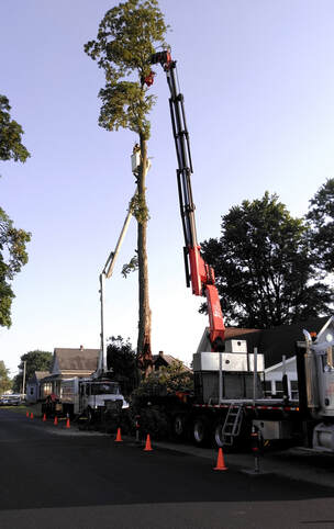 Tree Crane Removals