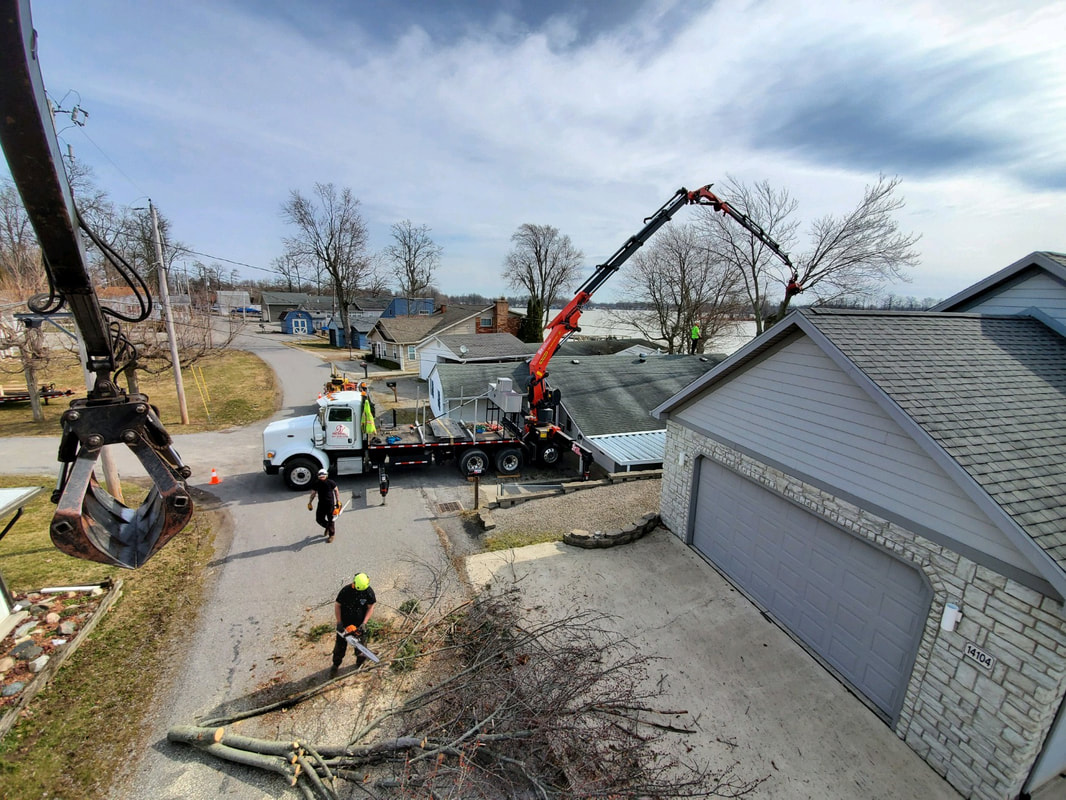 Tree removal with a large crane