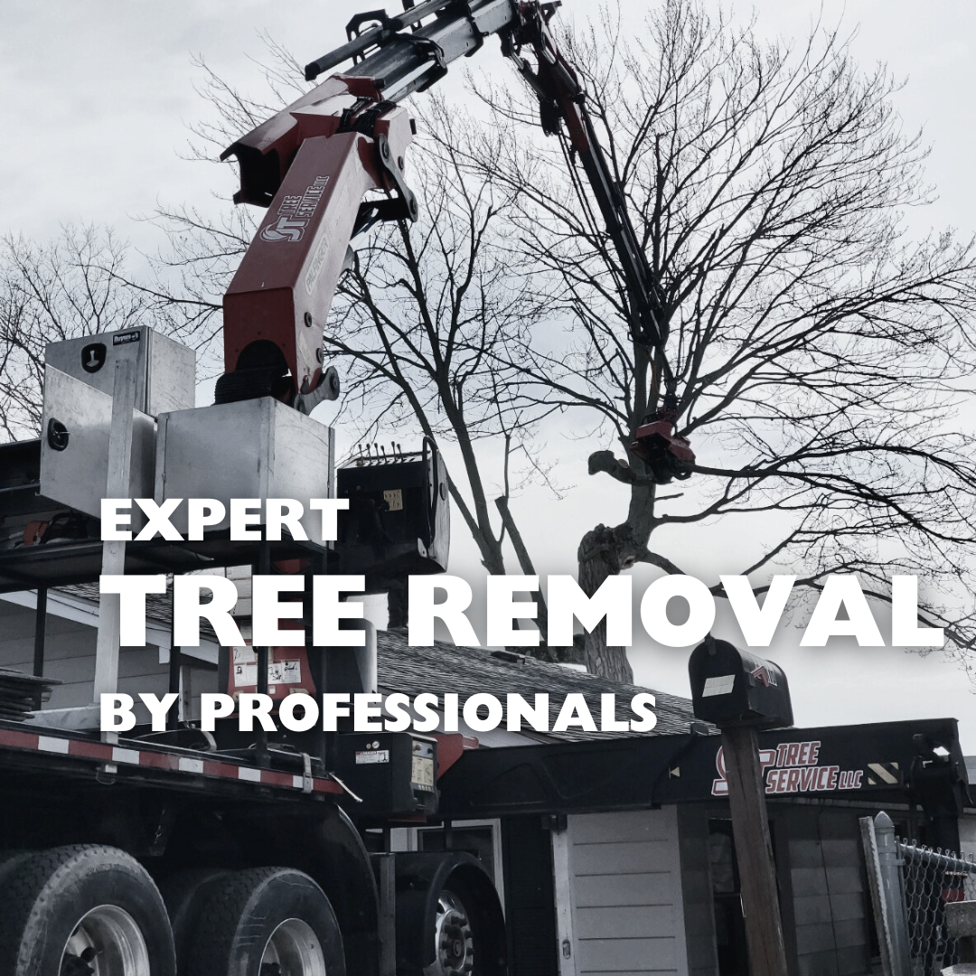 Tree Removal with Expert Tree Removal by Professionals overtop