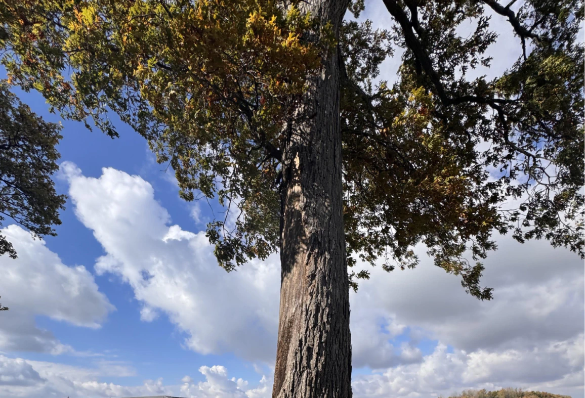 Tree Health
