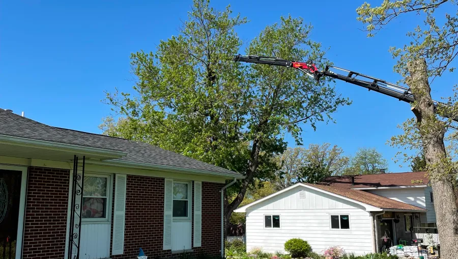 Emergency Tree Service Emergency Tree Service