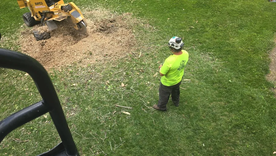 Stump Grinding & Removal Stump Grinding & Removal
