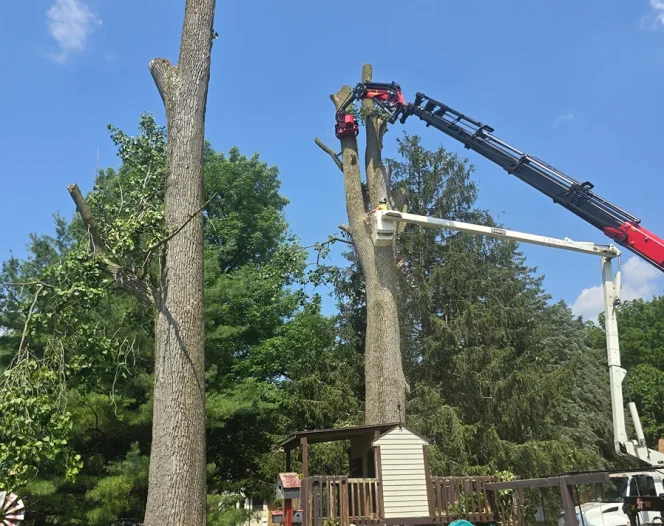 jt tree service llc rushsylvania oh 2025 12 05T14:28:48.445838Z 59837.9060539381