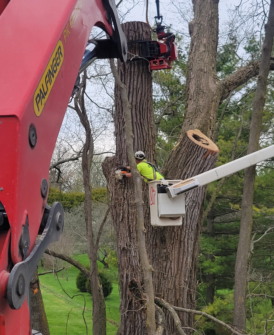 crane tree service