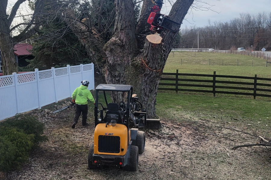 tree service